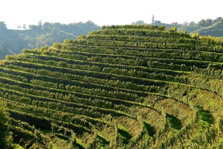 Weinbau-Landschaft in der Steiermark und Slowenien