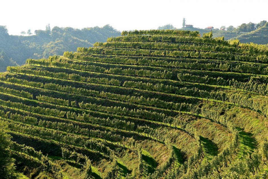 Weinbau-Landschaft in der Steiermark und Slowenien